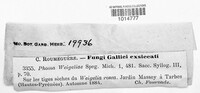 Phoma weigeliae image